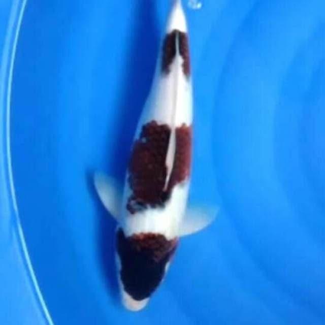 Budo.goromo.size.35cm