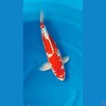 GHOSIKI GINRIN RED STRONG BODI BULKY - 44cm/m⁶