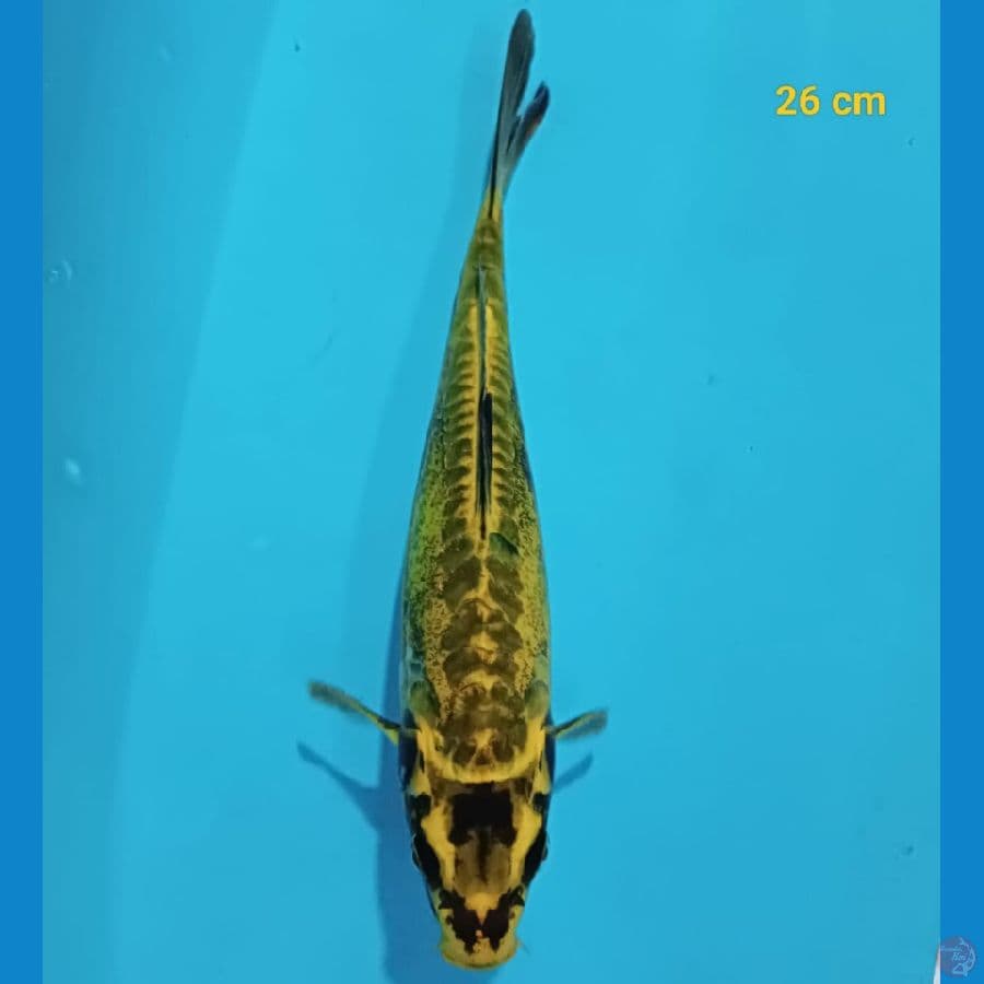 Kikokuriyu 26 cm