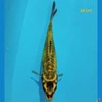 Kikokuriyu 26 cm