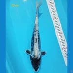 Kikokuriyu 42 cm 