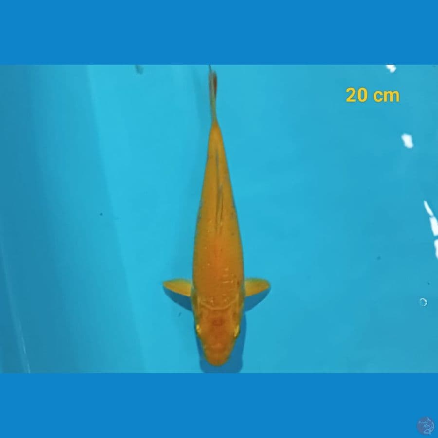 Karasi 20 cm