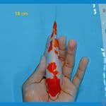 Kohaku 18 cm 