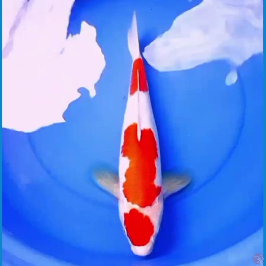 42cm MARUTEN KOHAKU RED DEVIL