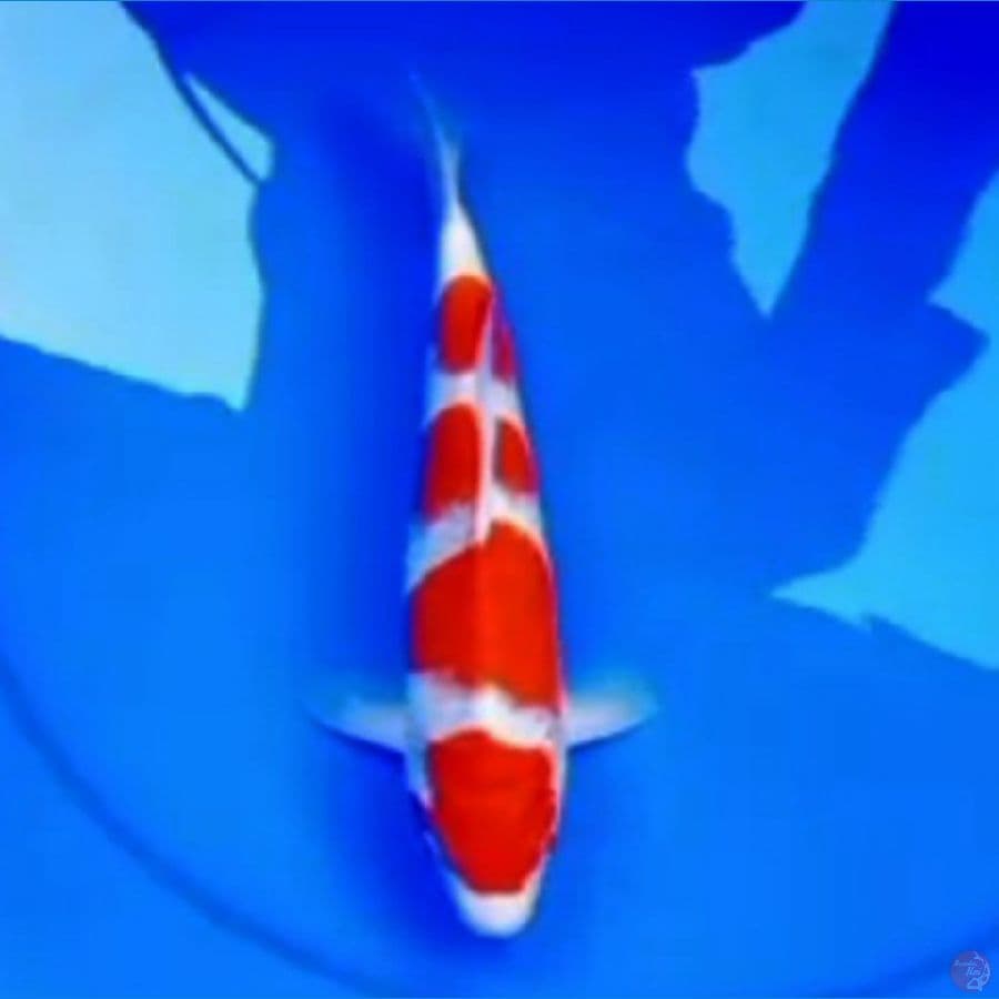 30cm YONDAN KOHAKU RED DEVIL