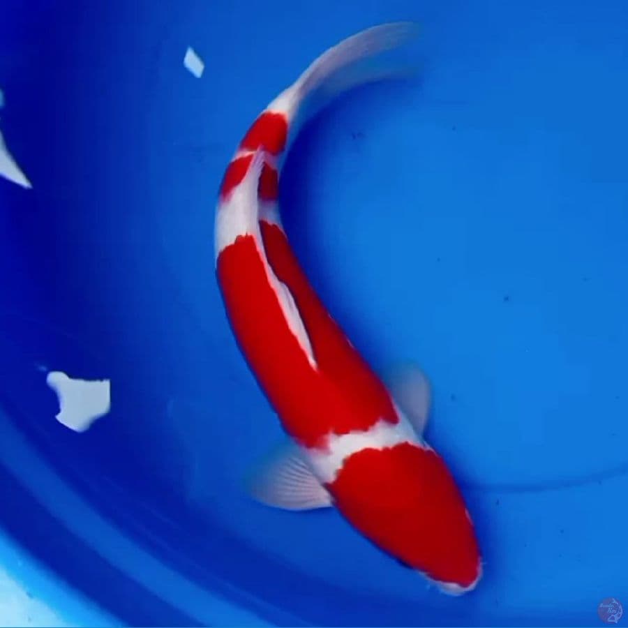 40cm KOHAKU GOOD QUALITY