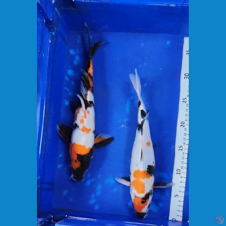 30-31cm