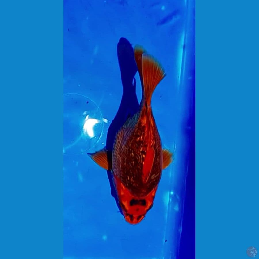 shotbodiy sq 21 cm.male 