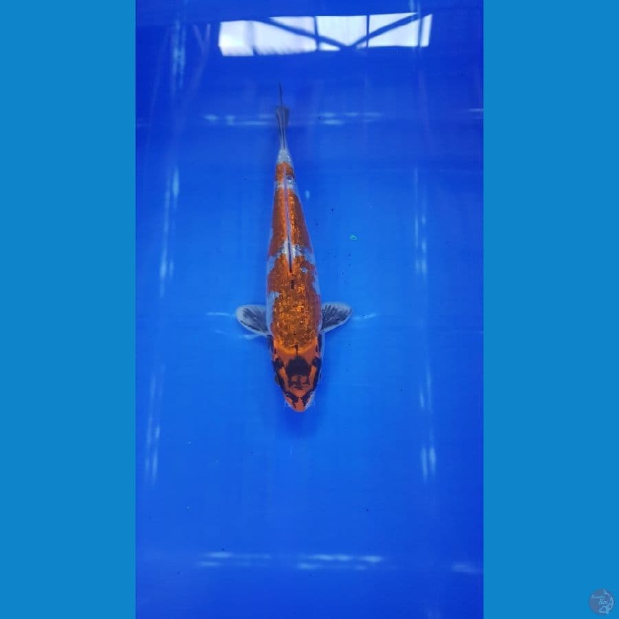 kawarimono 22 cm