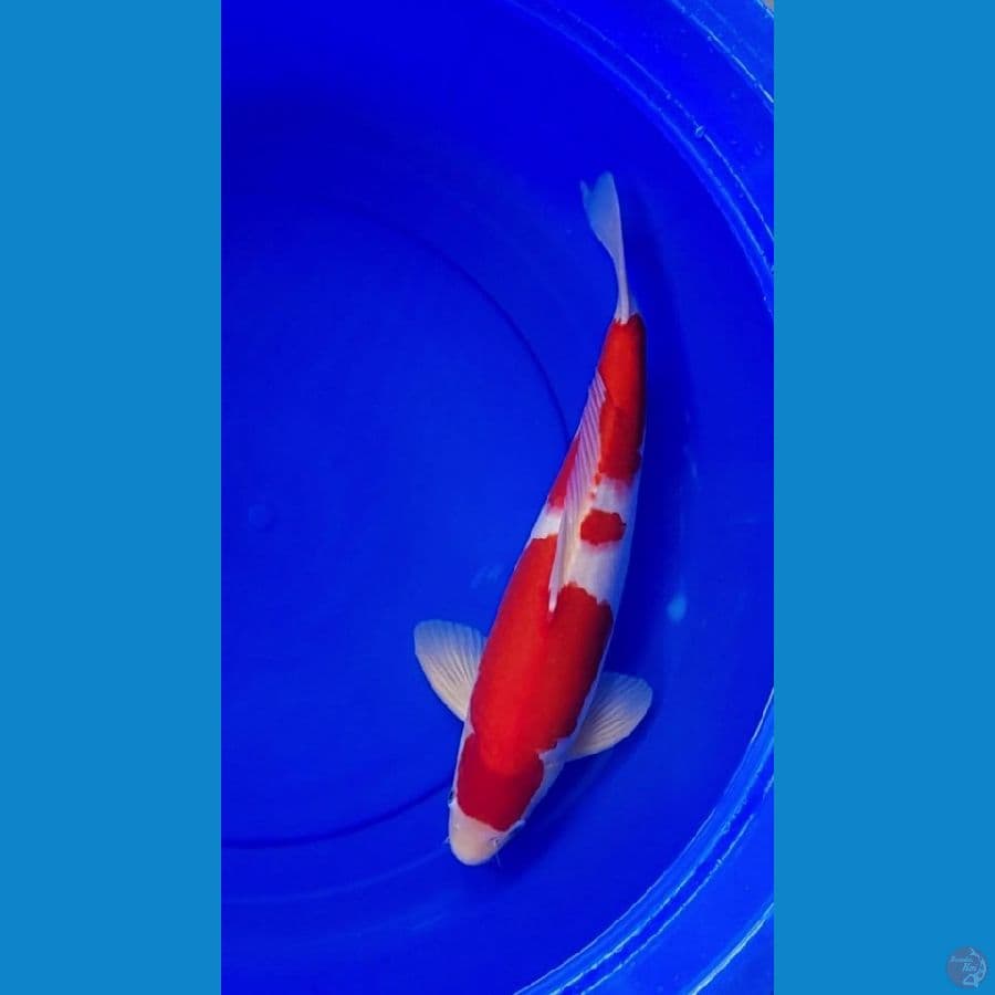 Kohaku SQ Super Merah Strong 45BU (43cm)