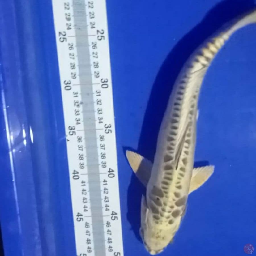 yamaguki ogon 32 cm