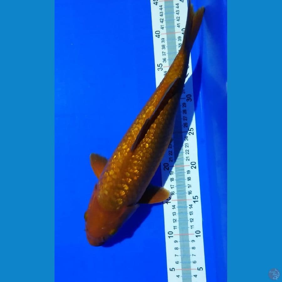 Chagoi 35 cm