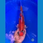Goshiki 32cm Skuyy