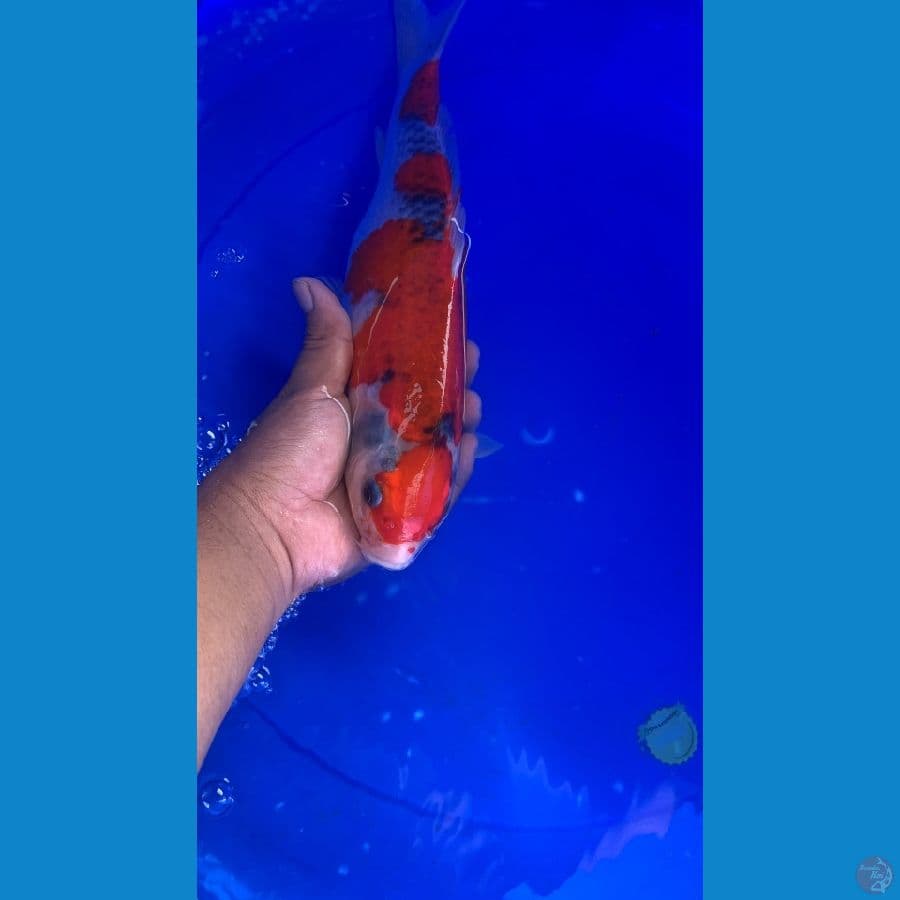Goshiki 32cm Skuyy
