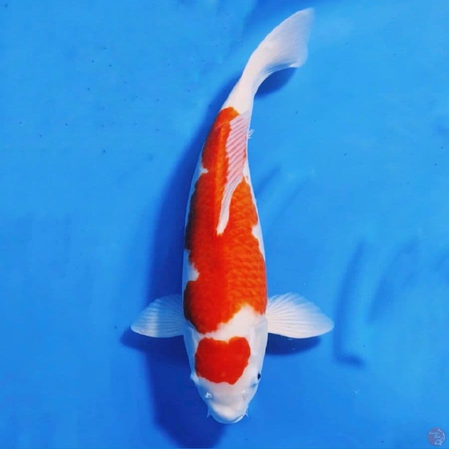 AKF jumbo kohaku male 50cm