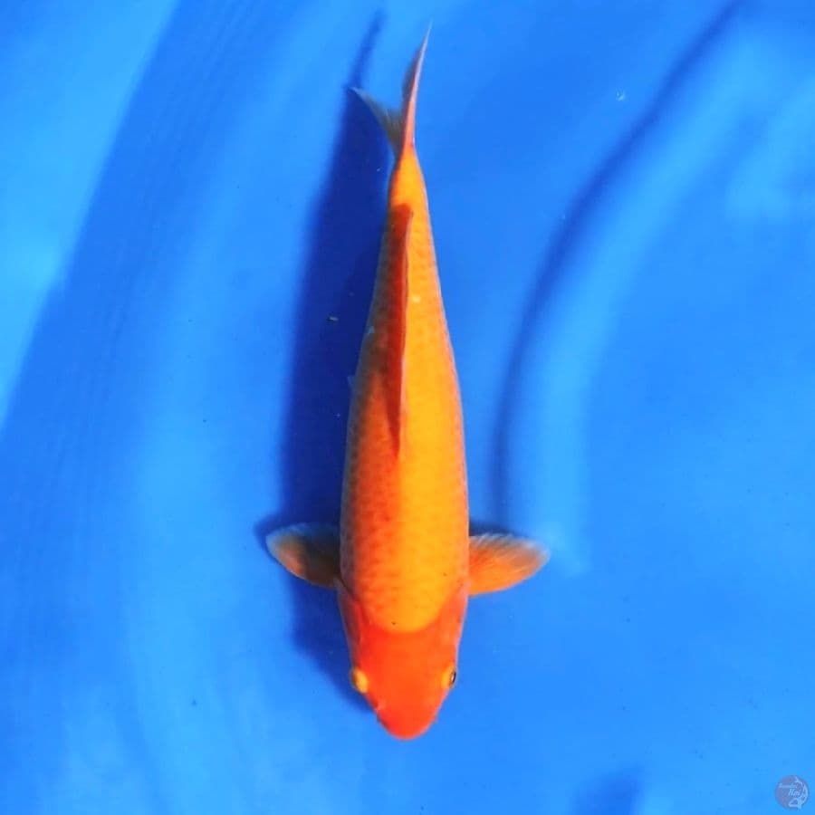 AKF red karashi male 35cm 