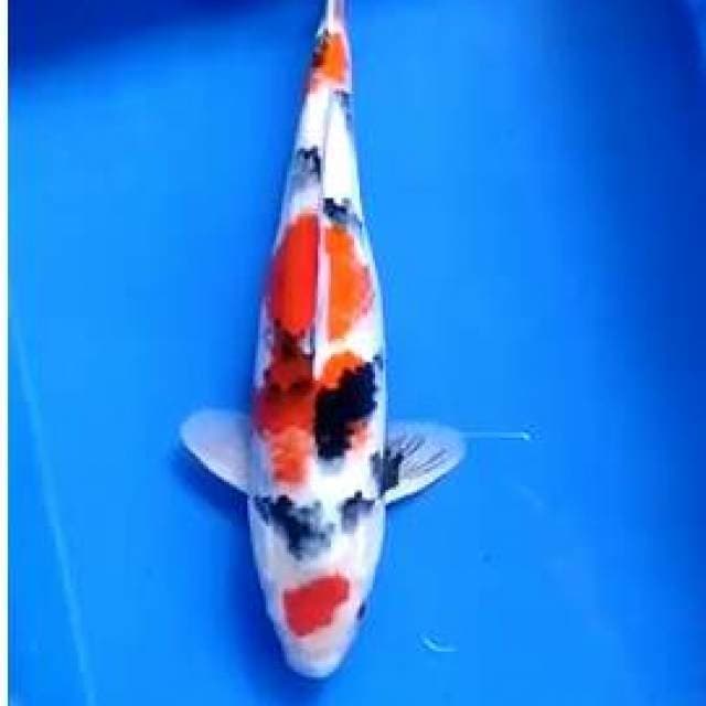 Showa.super.size.38cm