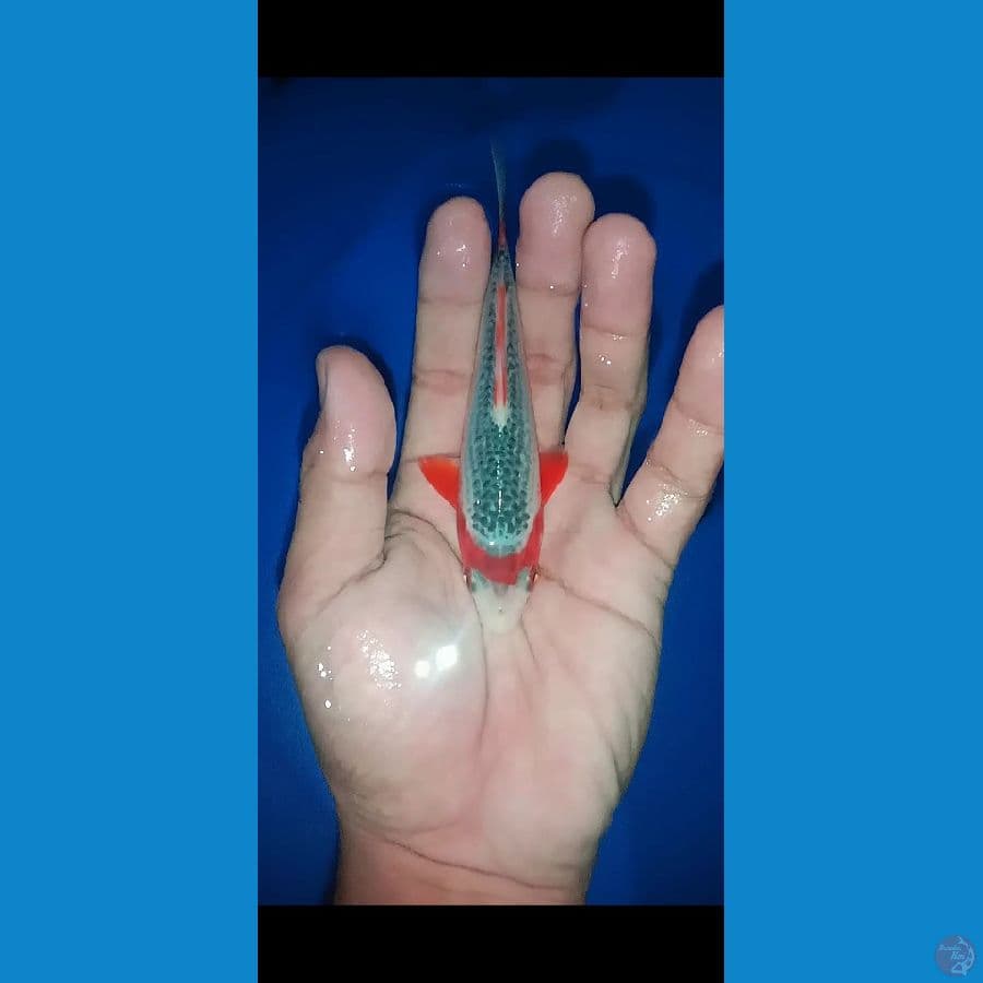 batmat asagi 15 cm
