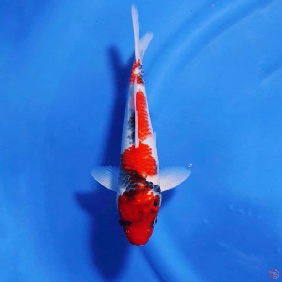 showa 4 step male 33cm