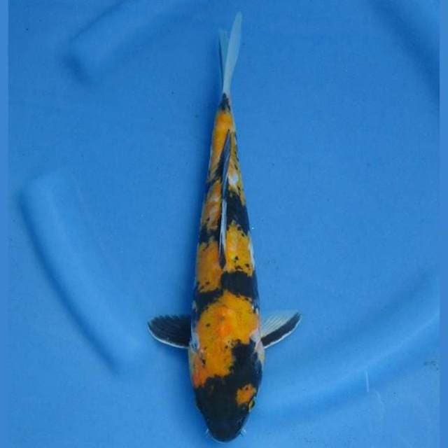 Doitsu Showa 28cm