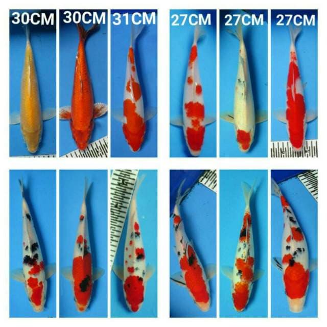 Mix koi oke