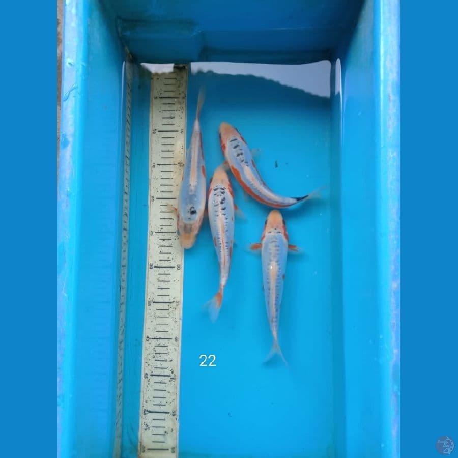 shusui 22cm