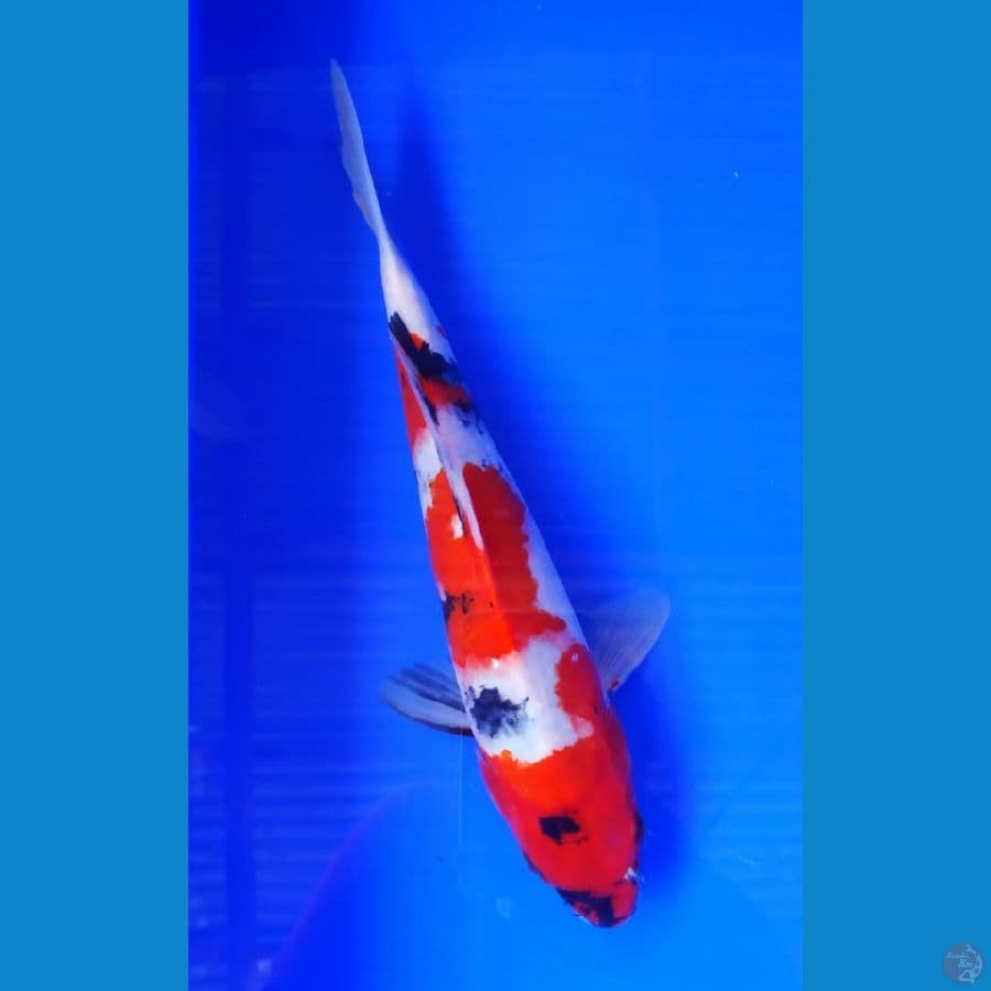 Showa 28cm