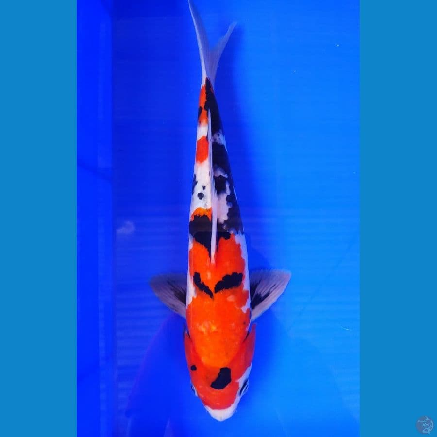 Showa 31 cm