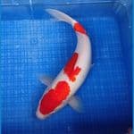 KOHAKU 45CM | Fm