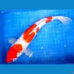 KOHAKU 54CM | Fm