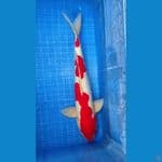 KOHAKU DOITSU 50CM | Male
