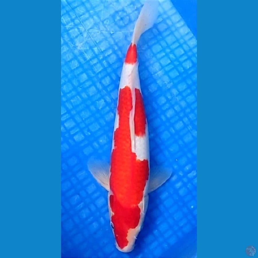 KOHAKU 32CM | Male