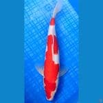 KOHAKU 32CM | Male
