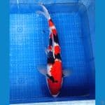 SHOWA 39CM | Male