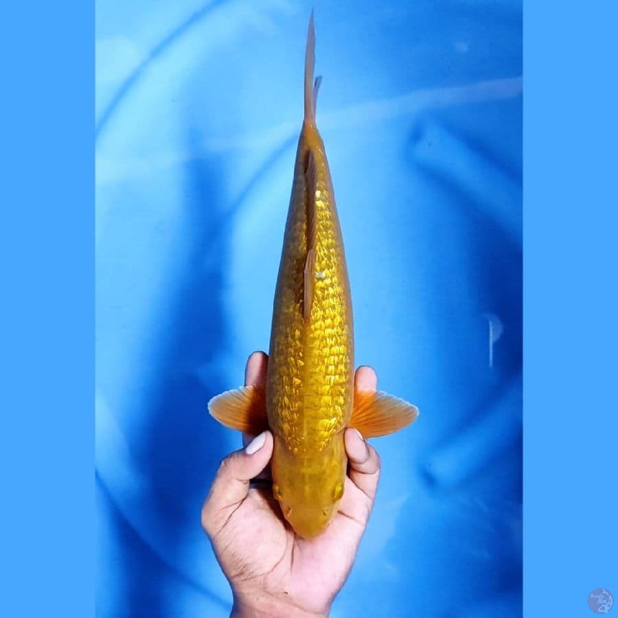( 34CM ) MIDORI GINRIN - MALE