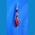 SHOWA PETIR 25 cm