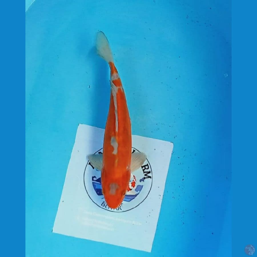 ochiba doit 29 cm