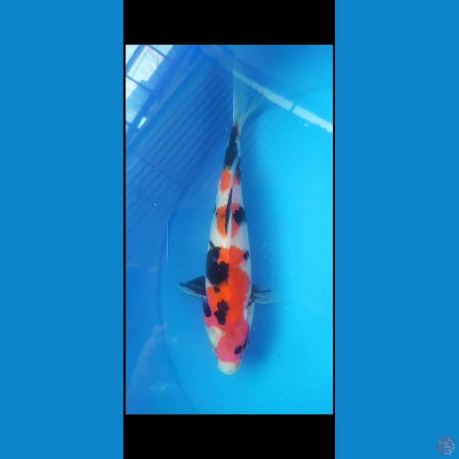 SQ showa sansoku 30 cm male