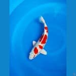 red hariwake step 34 cm male