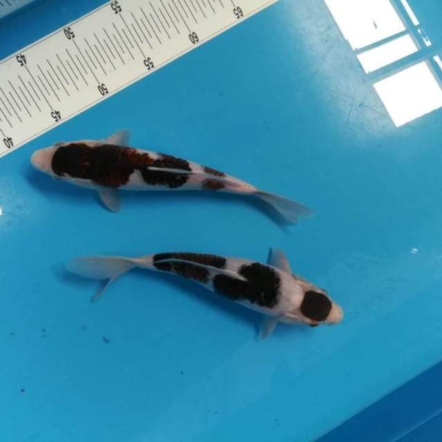 30bu Sumi Goromo