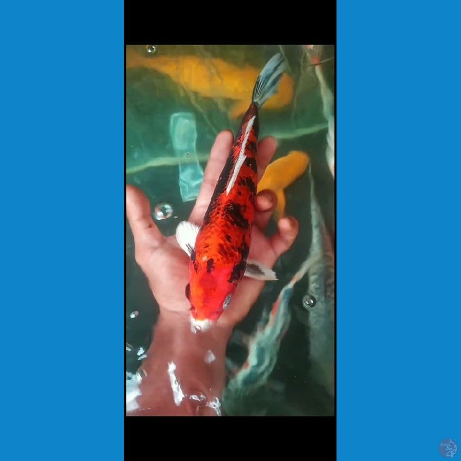 showa hikari 30 cm motogoro imbang 