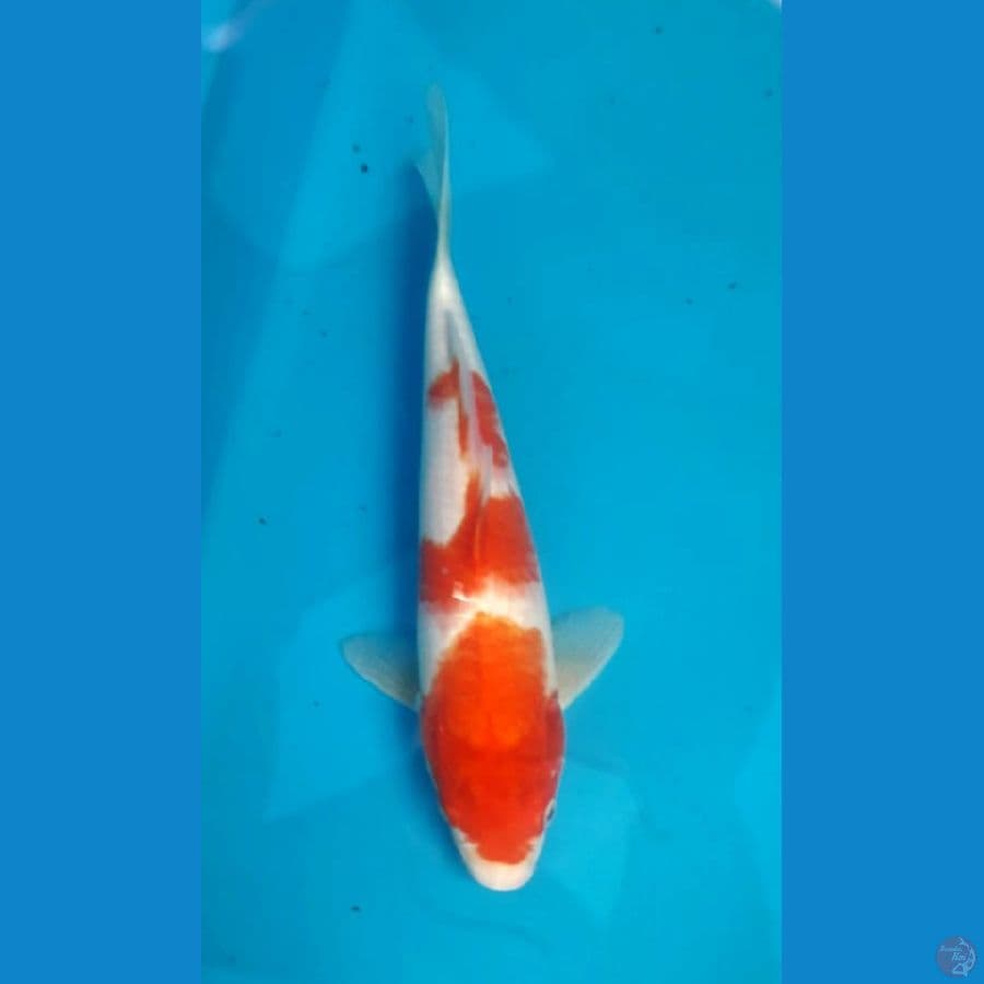kohaku 