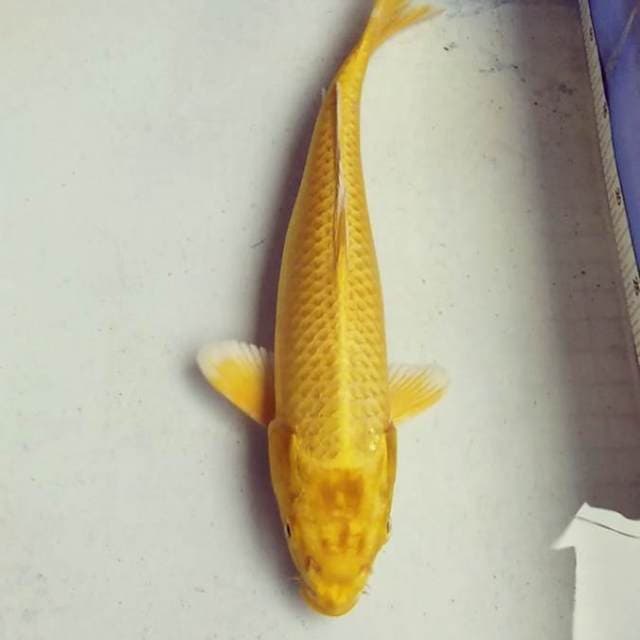 Yamabuki ogon bagus