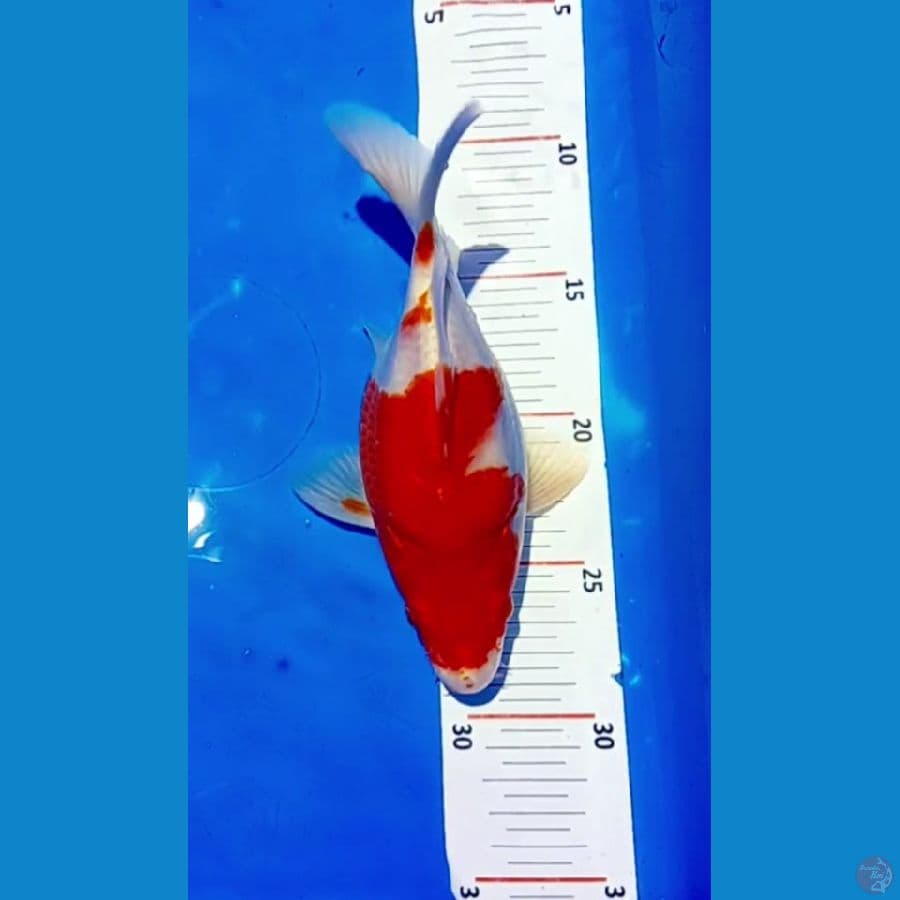 kohaku shotbodiy 20 cm.male.