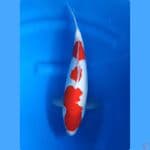 37CM # QUALITY KOHAKU - M