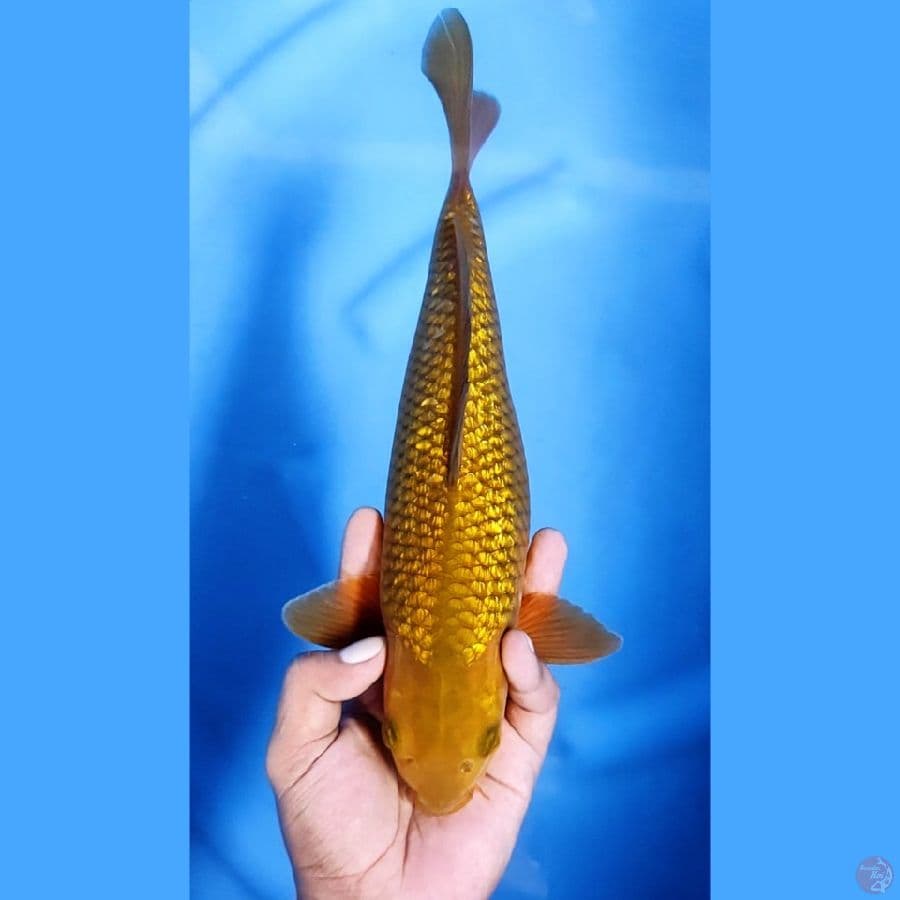 31CM # CHAGOI GINRIN - F