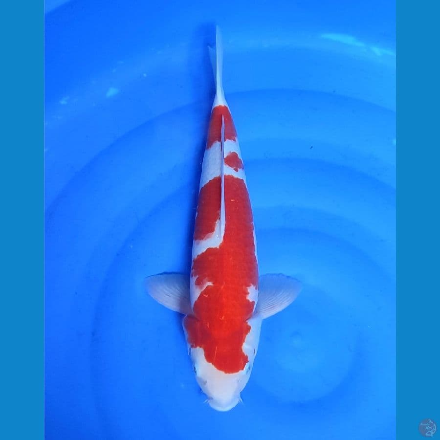 Kohaku original male ,
