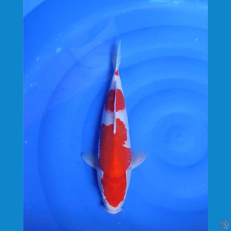 kohaku priginal