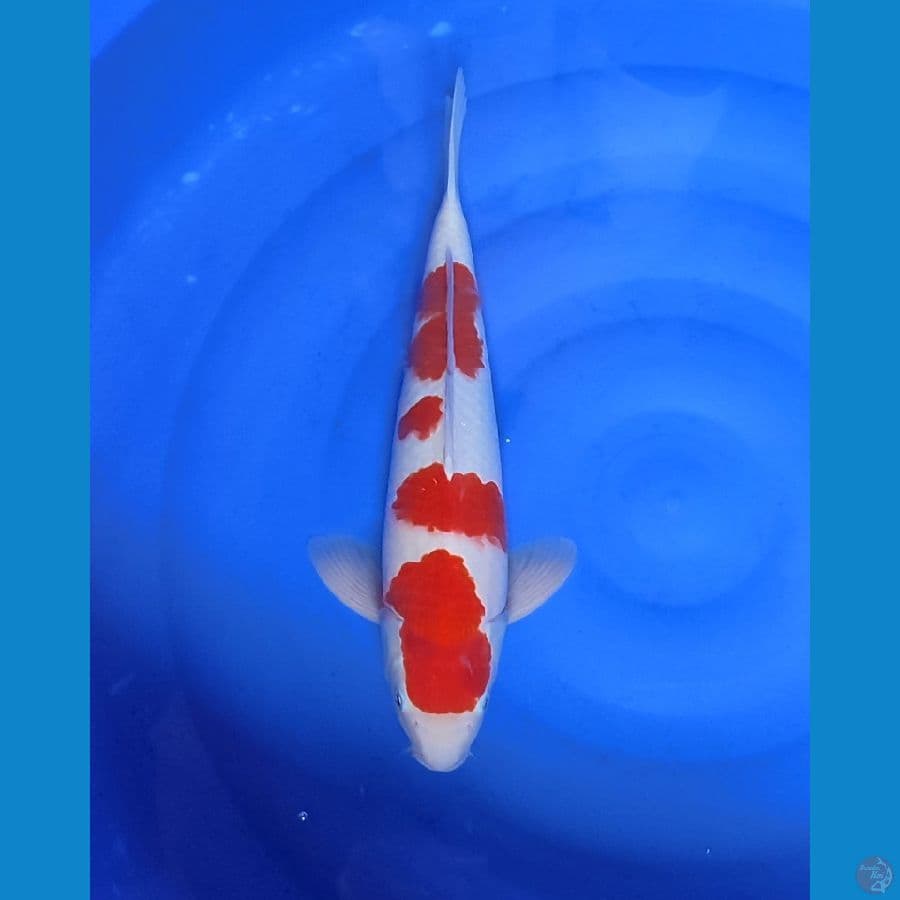 KOHAKU STEP ORIGINAL