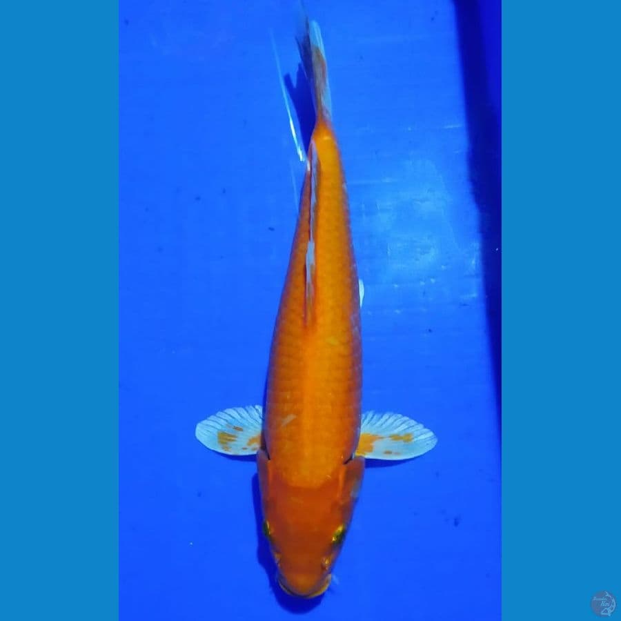 benighoi